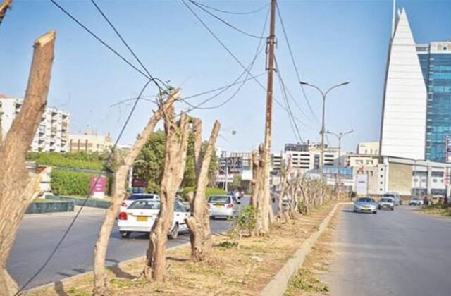 SHC Calls Karachi Mayor for BRT Tree-Cutting Case Hearing 2024