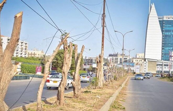 SHC Calls Karachi Mayor for BRT Tree-Cutting Case Hearing 2024