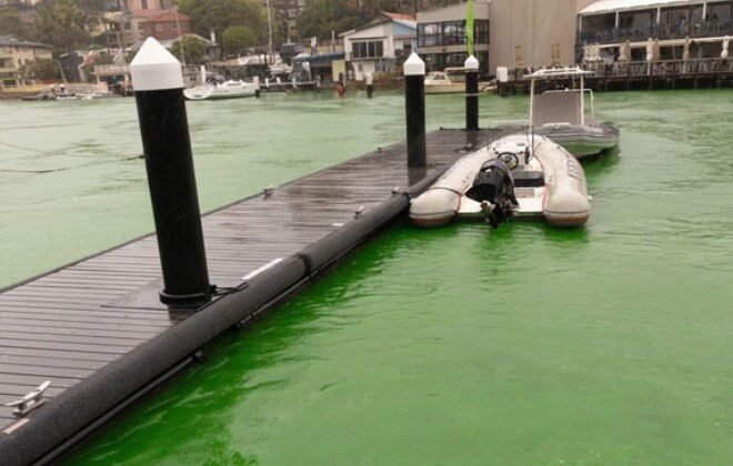 Sydney Harbor Turns Green: Mysterious Phenomenon Shocks Residents 2024