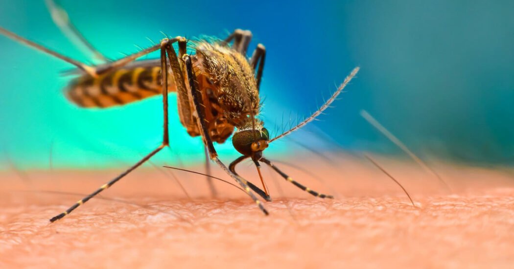 9 Effective Home Remedies for Chikungunya Symptoms Relief