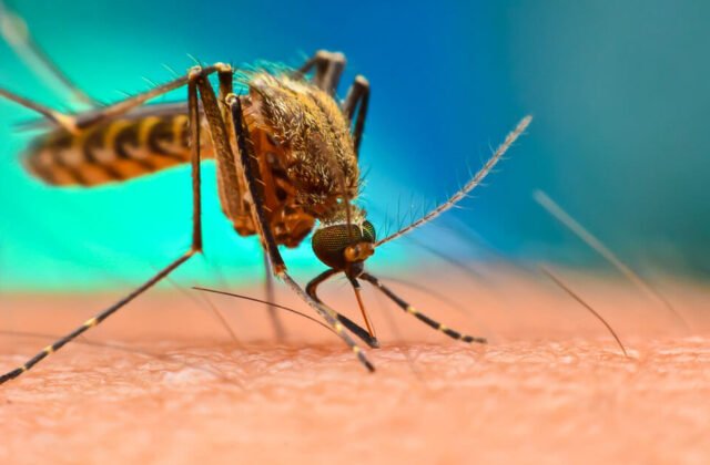 9 Effective Home Remedies for Chikungunya Symptoms Relief