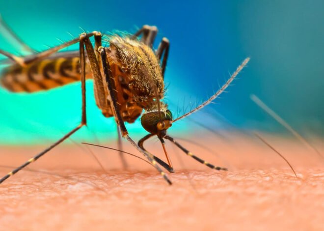 10 Effective Home Remedies for Chikungunya Symptoms Relief