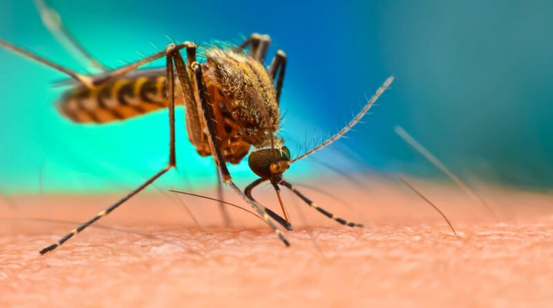 9 Effective Home Remedies for Chikungunya Symptoms Relief