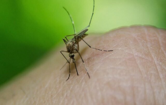 Sindh Reports Over 93,000 Malaria Cases Amid Surge in Infections