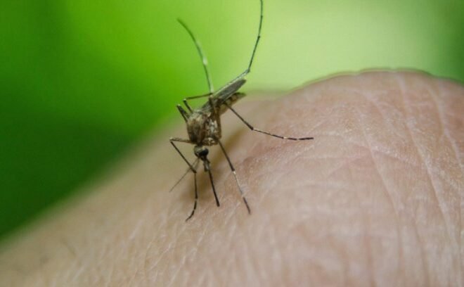 Sindh Reports Over 93,000 Malaria Cases Amid Surge in Infections