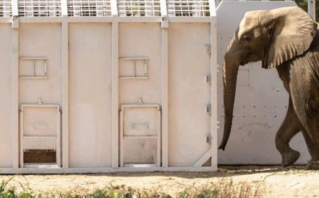 Elephant Madhubala Relocated to Karachi’s Safari Park