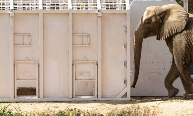 Elephant Madhubala Relocated to Karachi’s Safari Park