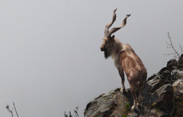 Three Arrested for Illegal Markhor Hunting in Pishin