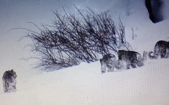 Rare Sighting of Four Snow Leopards in the Wild