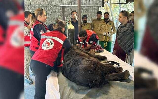 Jugglers in Jhang: 4 Paws Rescues Asian Black Bear from Cruel Captivity