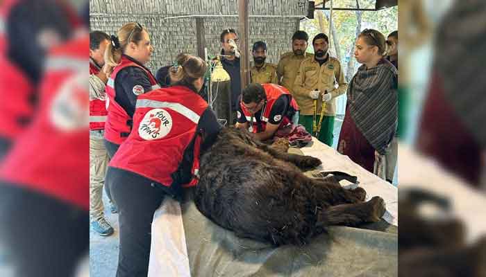 Jugglers in Jhang: 4 Paws Rescues Asian Black Bear from Cruel Captivity