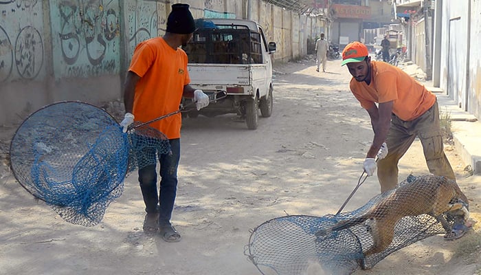 Karachi’s Dog Bite Crisis: Alarming Surge Puts City on Edge : 10,000 incidents