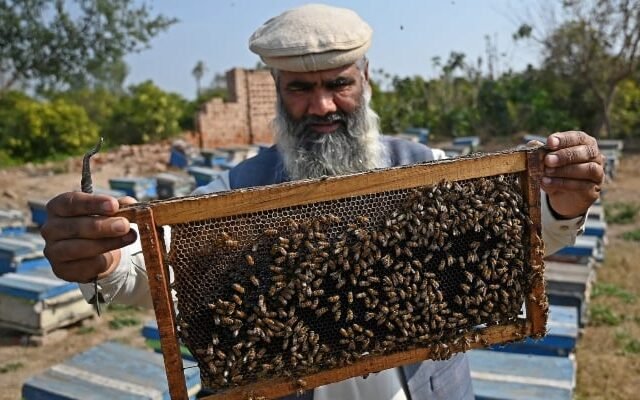 Beekeepers Diversity: Empower Nectar Sources Now in Pakistan