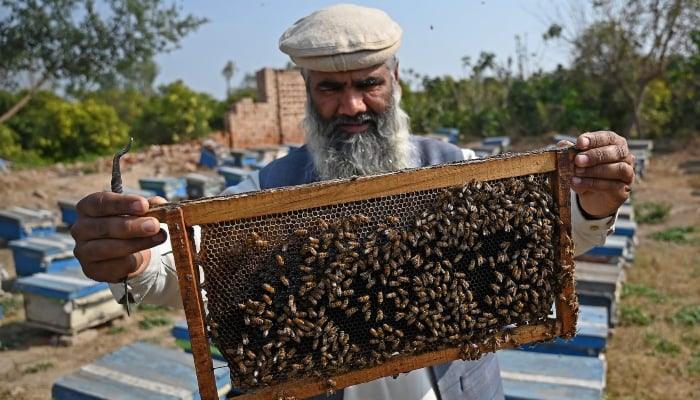 Beekeepers Diversity: Empower Nectar Sources Now in Pakistan