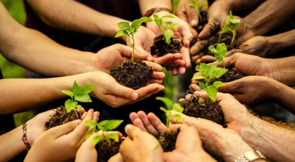 Punjab to Plant 200,000 Trees in Two Cities: A Green Step Toward a Sustainable Future