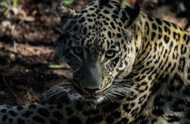 Leopard Attacks in Murree Village Leave Residents in Fear and Distress