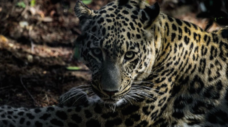 Leopard Attacks in Murree Village Leave Residents in Fear and Distress