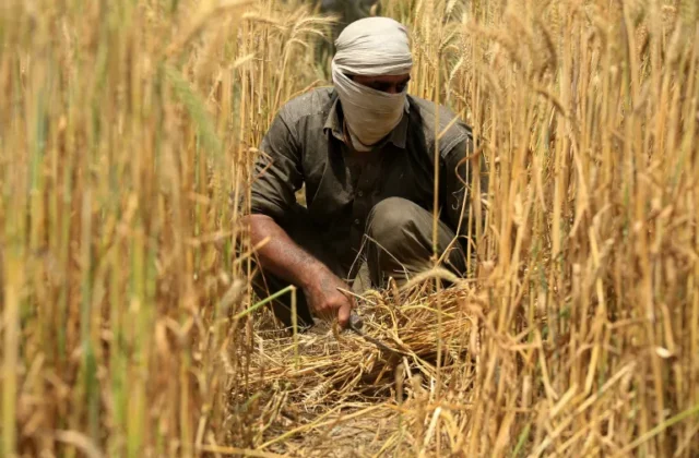 Kisan Card Programme: Punjab Farmers Receive Historic Boost Under New Rs 15 Billion Wheat Support Plan