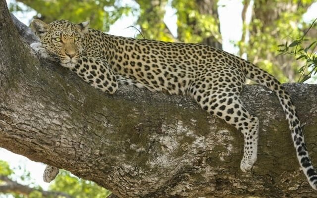 Leopard Sighting in Murree Sparks Fear in Nearby Villages