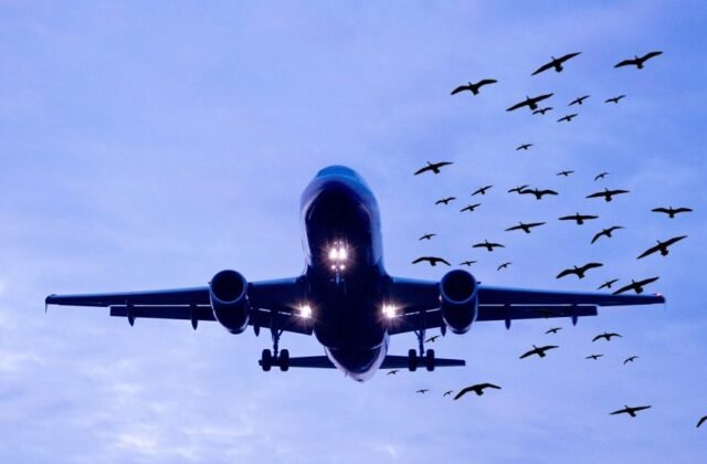 102 bird strikes hit PIA in 2024 alone