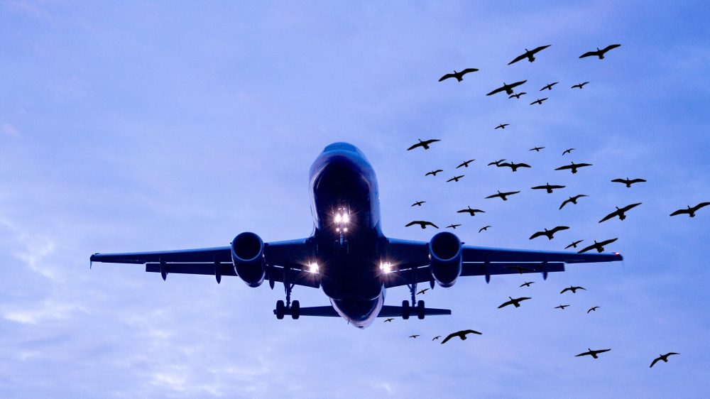 102 bird strikes hit PIA in 2024 alone