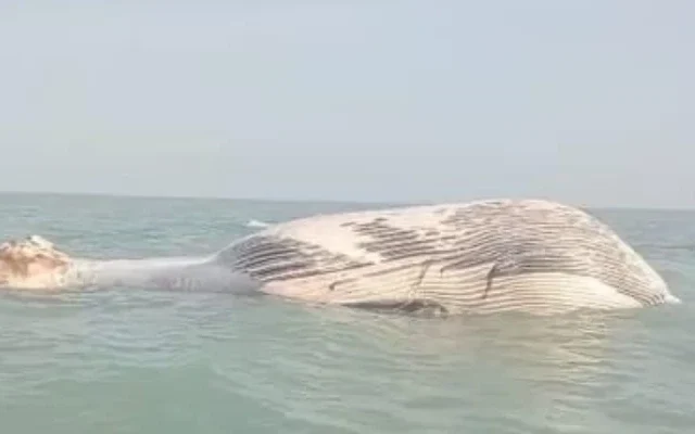 Dead Blue Whale Found off Pakistan-Iran Coast Near Balochistan