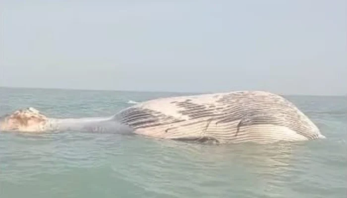 Dead Blue Whale Found off Pakistan-Iran Coast Near Balochistan