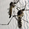 Sindh’s First Dengue Fatality of 2025: A Wake-Up Call