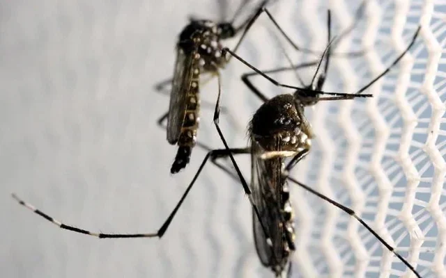 Sindh's First Dengue Fatality of 2025: A Wake-Up Call