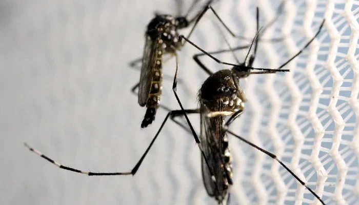 Sindh's First Dengue Fatality of 2025: A Wake-Up Call