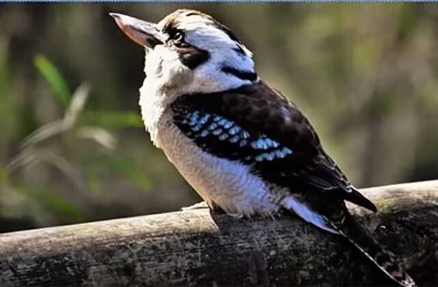 The Kookaburra-Goat Illusion: How Our Brains Reframe What We See