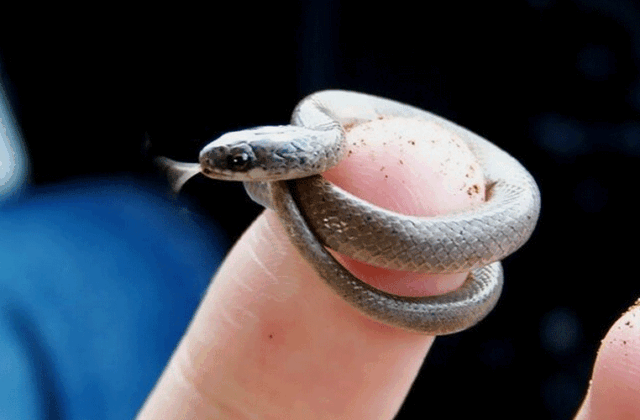 Rediscovery of the World’s Smallest Snake Sparks Conservation Hopes in Barbados