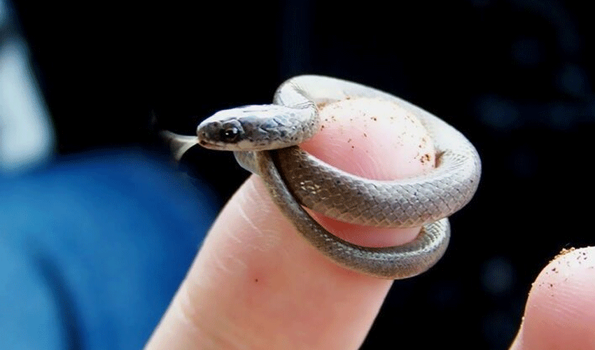 Rediscovery of the World’s Smallest Snake Sparks Conservation Hopes in Barbados