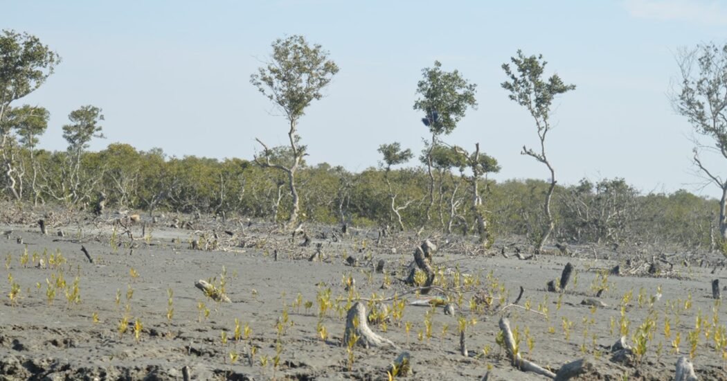 Deforestation in Pakistan and Its Role in Increasing Flood Risks