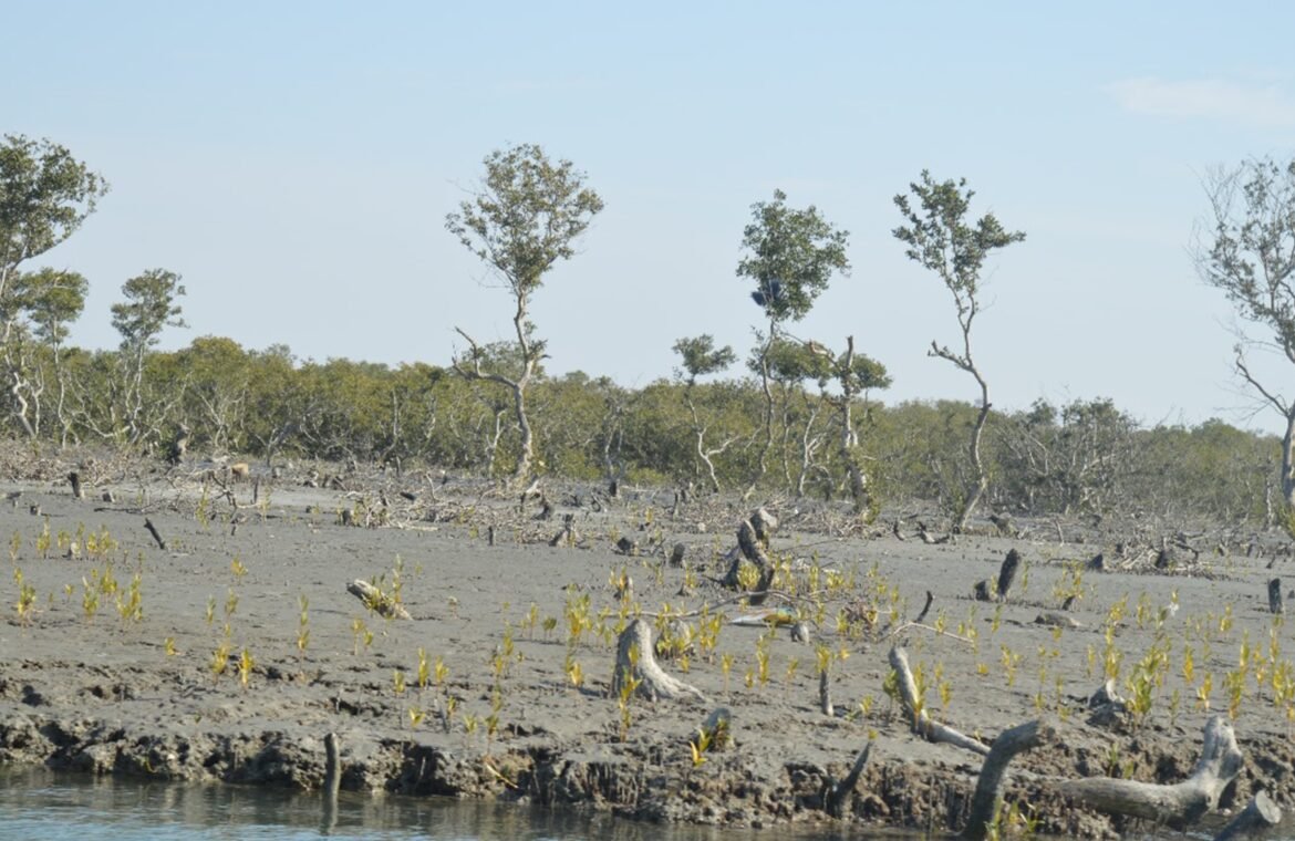 Deforestation in Pakistan and Its Role in Increasing Flood Risks
