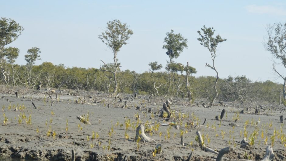 Deforestation in Pakistan and Its Role in Increasing Flood Risks