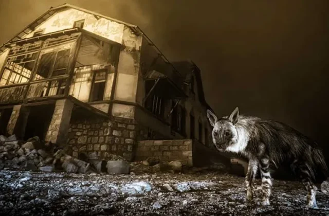 Wildlife Photographer Of The Year: Haunting Image of Brown Hyena Wins Wildlife Photographer of the Year 2025