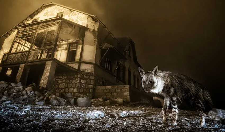 Wildlife Photographer Of The Year: Haunting Image of Brown Hyena Wins Wildlife Photographer of the Year 2025