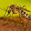 Dengue Outbreak Sindh Intensifies Across Sindh Province