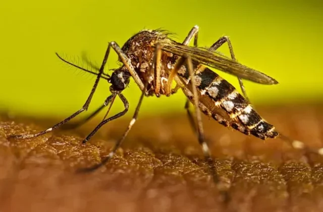 Dengue Outbreak Sindh Intensifies Across Sindh Province
