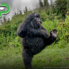 Laughing Gorilla Wins Top Honor at 2025 Comedy Wildlife Awards, Delighting Global Audiences