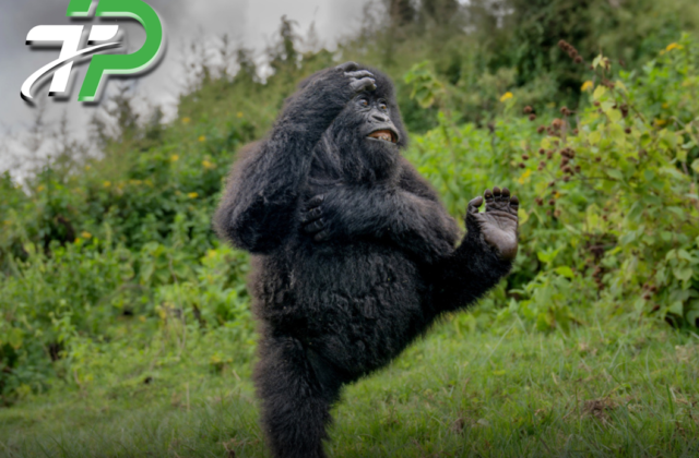 Laughing Gorilla Wins Top Honor at 2025 Comedy Wildlife Awards, Delighting Global Audiences
