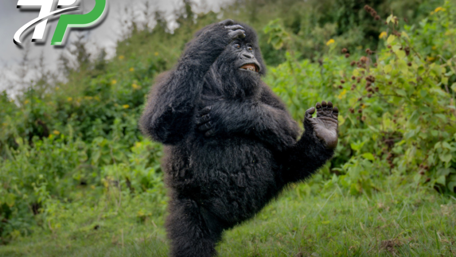 Laughing Gorilla Wins Top Honor at 2025 Comedy Wildlife Awards, Delighting Global Audiences