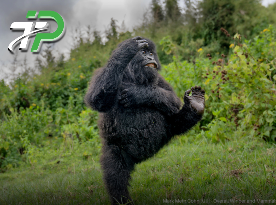 Laughing Gorilla Wins Top Honor at 2025 Comedy Wildlife Awards, Delighting Global Audiences