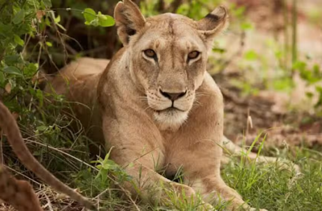 Pet Lioness Attacks 8-Year-Old Girl in Lahore
