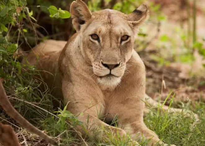 Pet Lioness Attacks 8-Year-Old Girl in Lahore