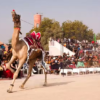 Lahore to Host Horse and Cattle Show 2026 with Grand Cultural Celebrations