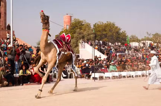 Lahore to Host Horse and Cattle Show 2026 with Grand Cultural Celebrations