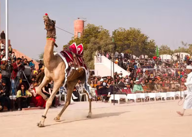 Lahore to Host Horse and Cattle Show 2026 with Grand Cultural Celebrations