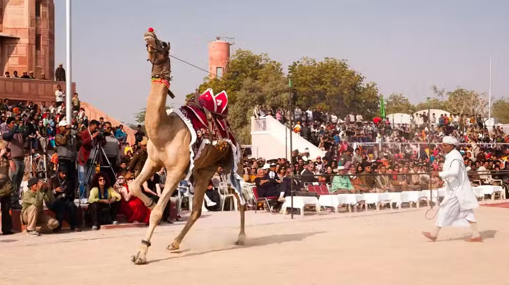 Lahore to Host Horse and Cattle Show 2026 with Grand Cultural Celebrations